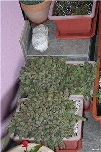 58a9efd9-IMG_6517 kaktusi.jpg